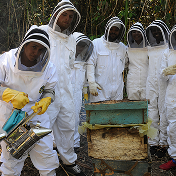 IV. Steps to Start a Beekeeping Social Enterprise