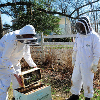 Beekeepers at Mason Honey Bee Apiary