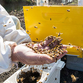 Honey Bee Initiative