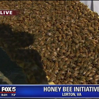 FOX5 News covers Honey Bee Initiative project at landfill